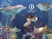 CMA Animal Collage 1366x768